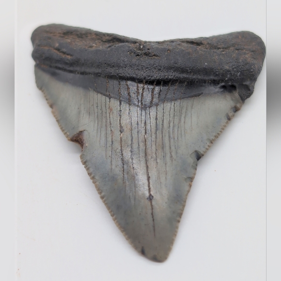 Real Otodus Megalodon Shark Tooth Fossil Sharp Serrations Black / Gray - Picture 4 of 8